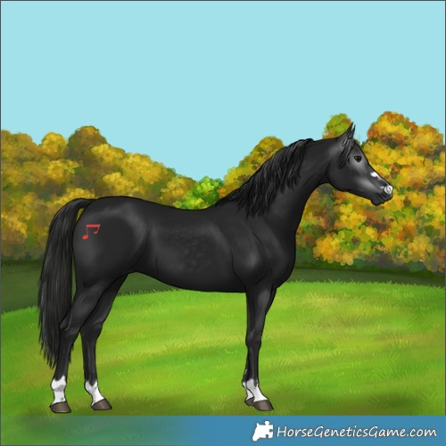 Horse Color:Gray Black 