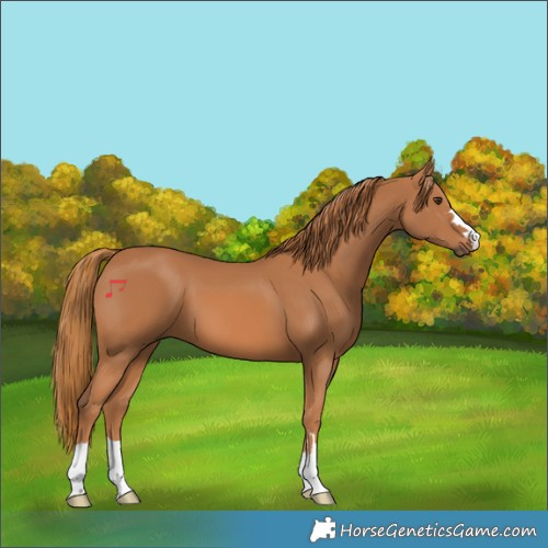 Horse Color:Chestnut 