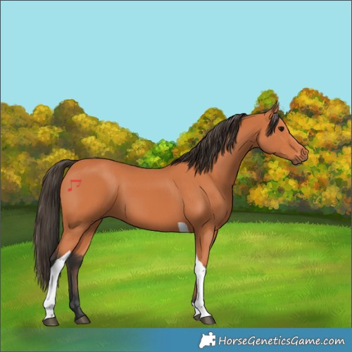 Horse Color:Bay Tobiano 
