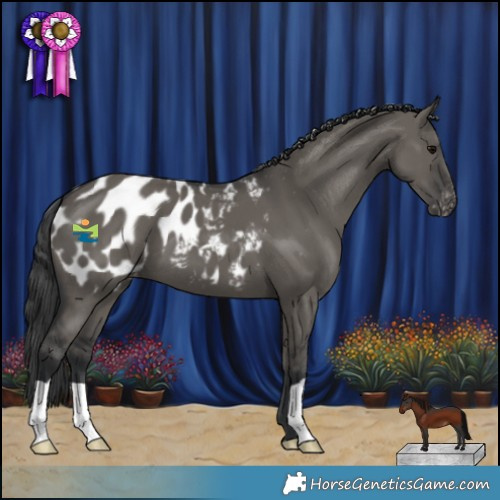 Horse Color:Grullo Appaloosa 