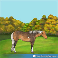 Horse Color:Silver Buckskin Tobiano Rabicano