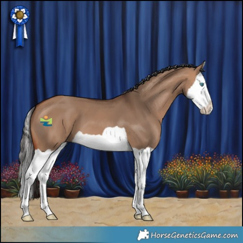 Horse Color:Bay Dun Splash 