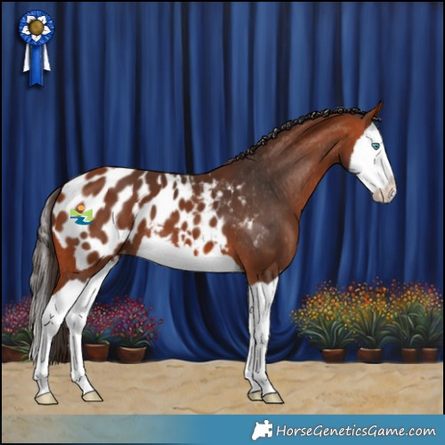 Horse Color:Bay Splash Appaloosa