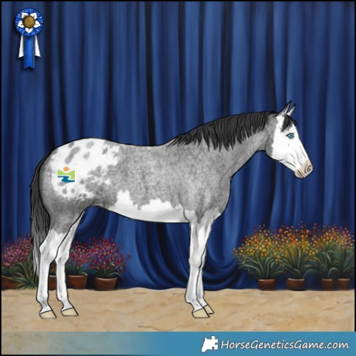 Horse Color:Blue Roan Splash Appaloosa 