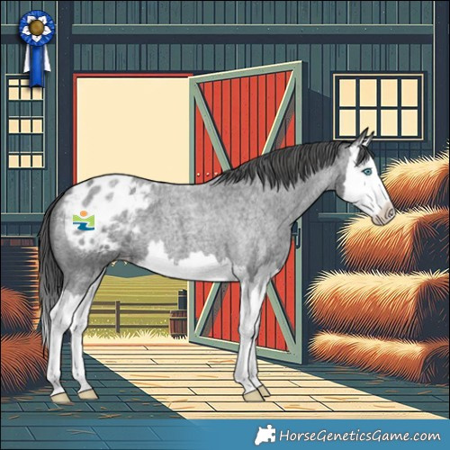 Horse Color:Blue Roan Splash Appaloosa 