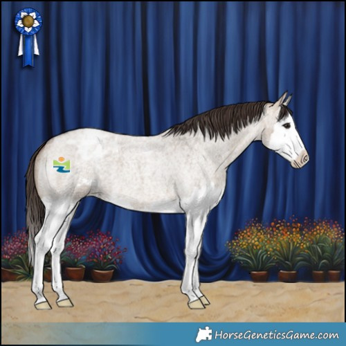 Horse Color:Brown Roan Dun Splash Appaloosa 