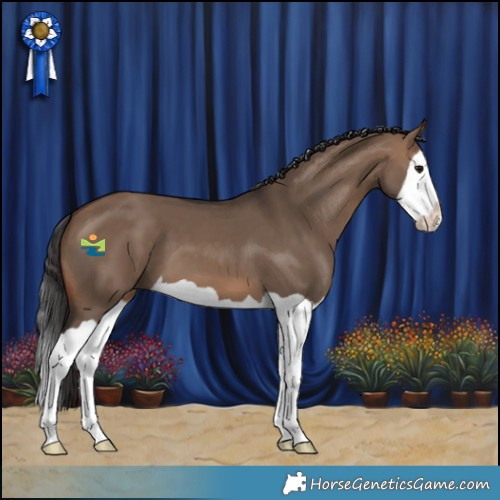 Horse Color:Brown Dun Splash 