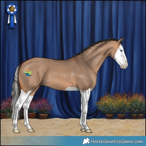Horse Color:Bay Dun Splash 
