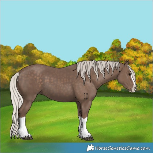 Horse Color:Silver Black Splash