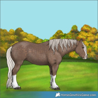 Horse Color:Silver Black Splash 