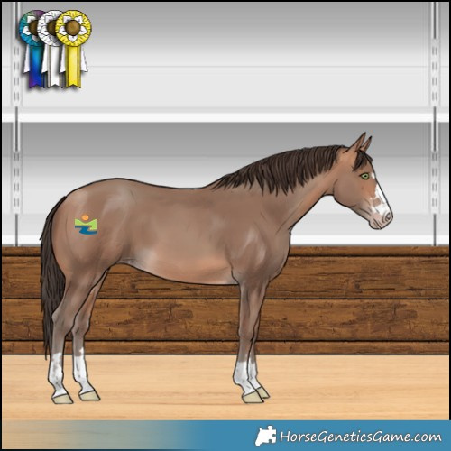 Horse Color:Amber Champagne 
