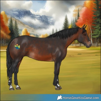 Horse Color:Brown Rabicano 