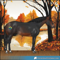 Horse Color:Brown Rabicano 