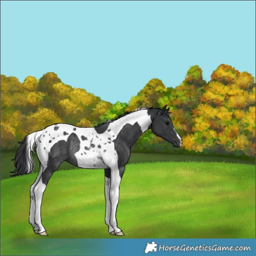 Horse Color:Black Tobiano Rabicano