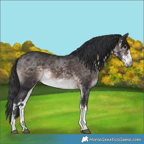 Horse Color:Platinum White Spotted Brown Rabicano 