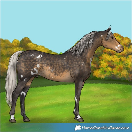 Horse Color:White Spotted Silver Smoky Black Rabicano 
