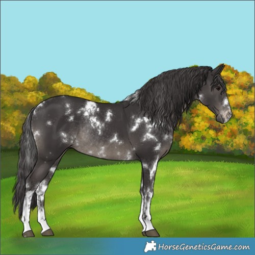 Horse Color:White Spotted Smoky Black Rabicano 