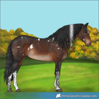 Horse Color:White Spotted Brown Rabicano 