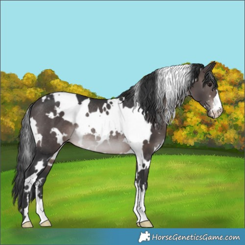Horse Color:Platinum White Spotted Brown Rabicano 