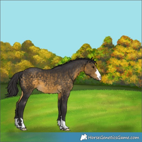 Horse Color:Buckskin 
