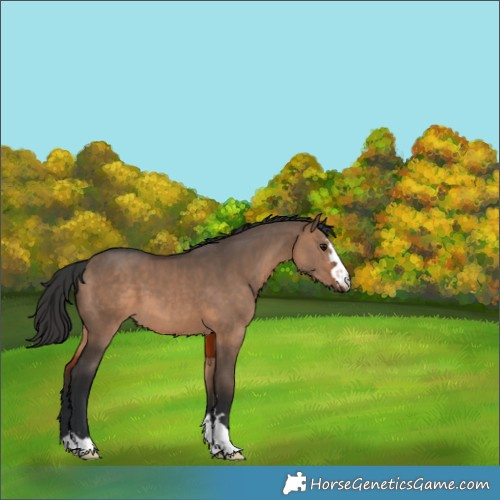 Horse Color:Brown Dun 