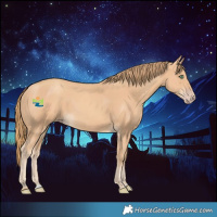Horse Color:Gold Champagne 