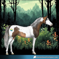 Horse Color:Buckskin Splash Tobiano Rabicano 