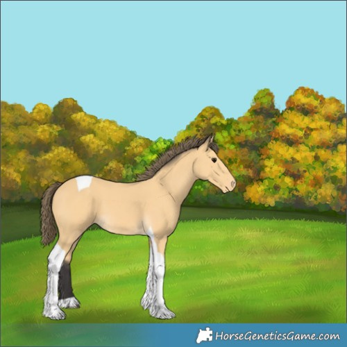 Horse Color:Buckskin Tobiano Varnish