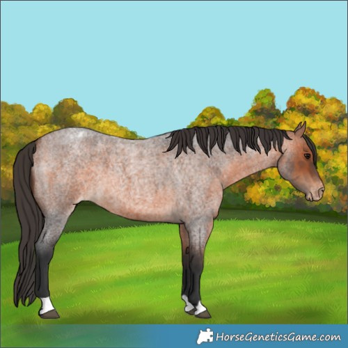 Horse Color:Bay Roan Appaloosa