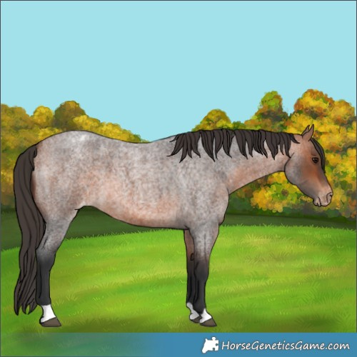 Horse Color:Bay Roan Appaloosa 