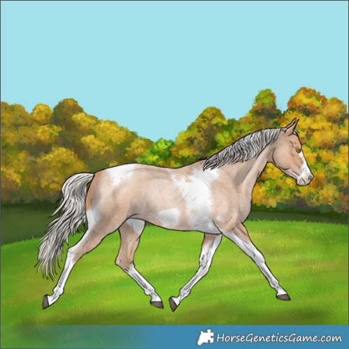 Horse Color:Silver Blue Roan Pearl Tobiano Frame 