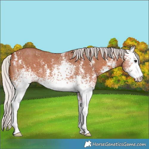 Horse Color:White Spotted Silver Bay Sabino 