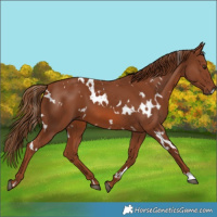Horse Color:White Spotted Chestnut 