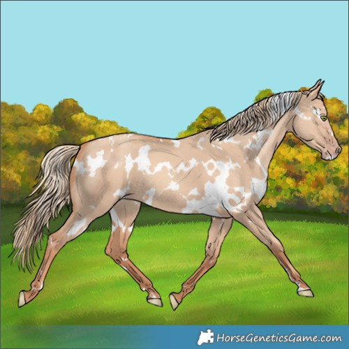 Horse Color:White Spotted Gold Champagne Dun 