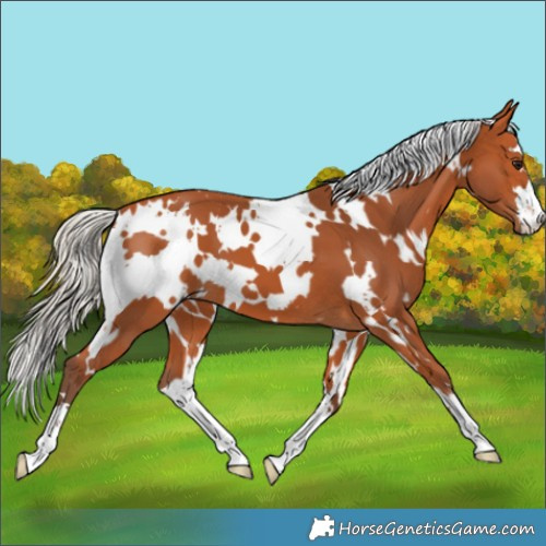 Horse Color:White Spotted Silver Bay 