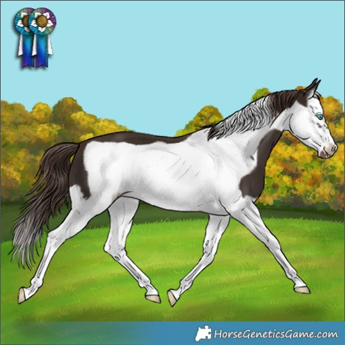 Horse Color:Liver Chestnut Splash Frame 