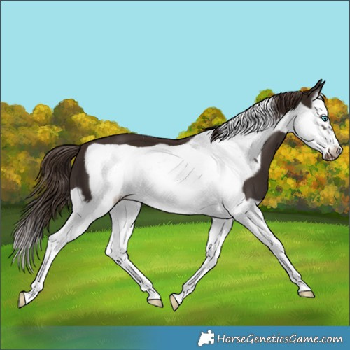 Horse Color:Liver Chestnut Splash Frame 