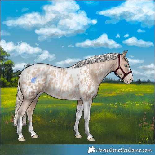 Horse Color:Chocolate Palomino Pearl Tobiano Frame  and Chocolate Palomino Pearl Tobiano Frame Appaloosa 