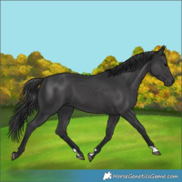 Horse Color:Black 