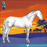 Horse Color:Liver Red Chinchilla Roan Sabino Splash 