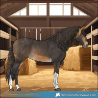 Horse Color:Buckskin Tobiano 