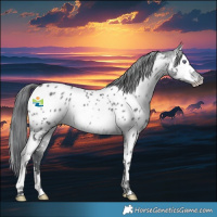 Horse Color:Brown Chinchilla Splash Appaloosa