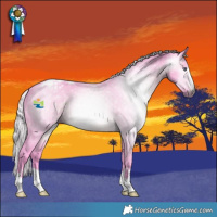 Horse Color:Gray Watercolor Silver Brown Chinchilla Varnish 