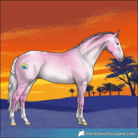 Horse Color:Gray Watercolor Silver Brown Chinchilla Appaloosa