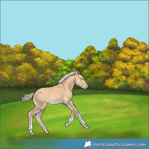 Horse Color:Gray Cremello Dun Tobiano Rabicano