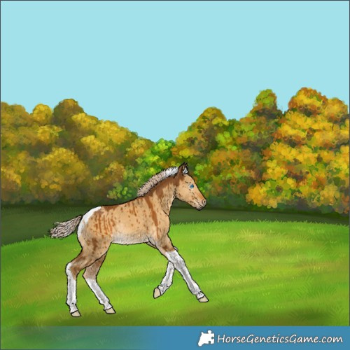 Horse Color:Gray Palomino Dun Tobiano Rabicano Brindle