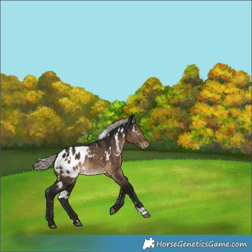 Horse Color:Gray White Spotted Silver Brown Dun Appaloosa Rabicano Brindle