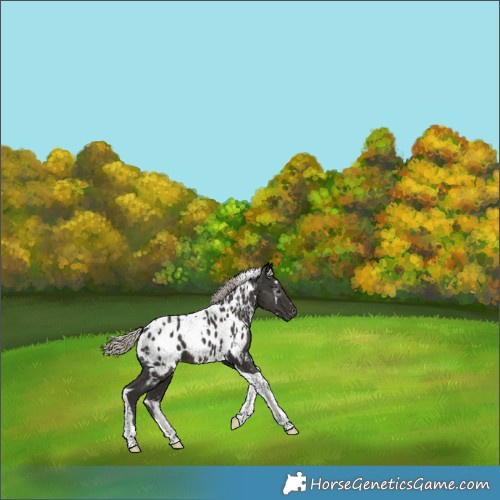 Horse Color:Gray White Spotted Silver Smoky Black Tobiano Appaloosa 