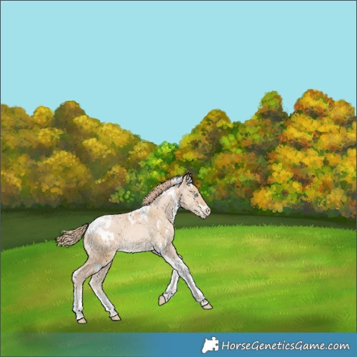 Horse Color:White Spotted Smoky Black Pearl Merle Tobiano Appaloosa 