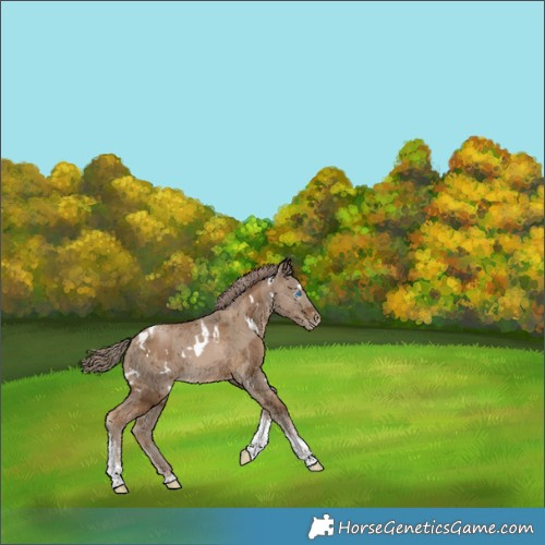 Horse Color:Gray White Spotted Smoky Black Pearl Merle Tobiano